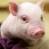 Piggy