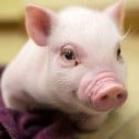 Piggy